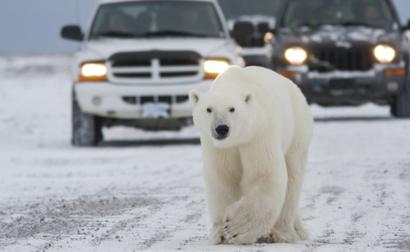 Polar Bear Town-tsl