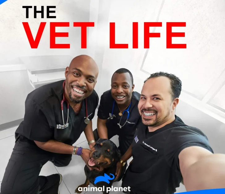 shows like the vet life similar series