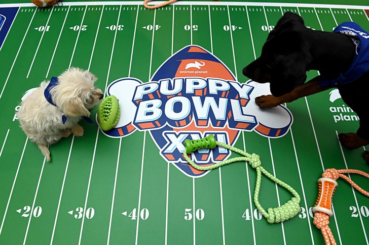 puppy-bowl-xvi-series-date