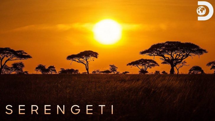 serengeti-discovery-season-2-release-date.jpg